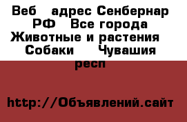 Веб – адрес Сенбернар.РФ - Все города Животные и растения » Собаки   . Чувашия респ.